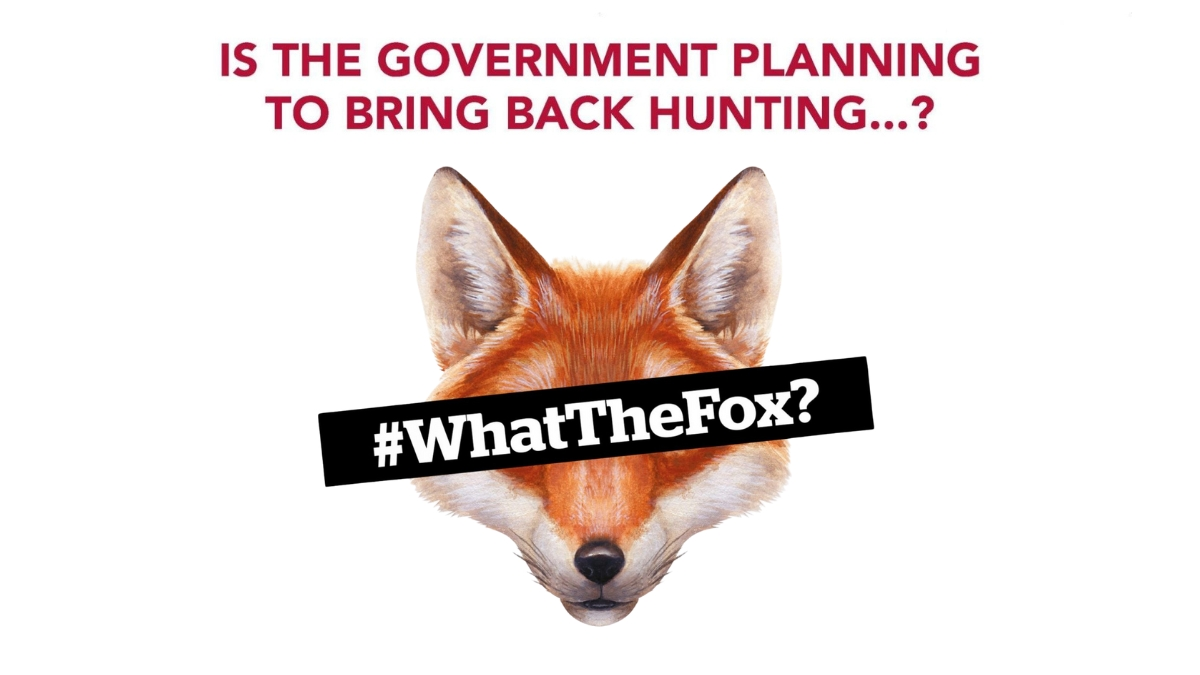 What the Fox
